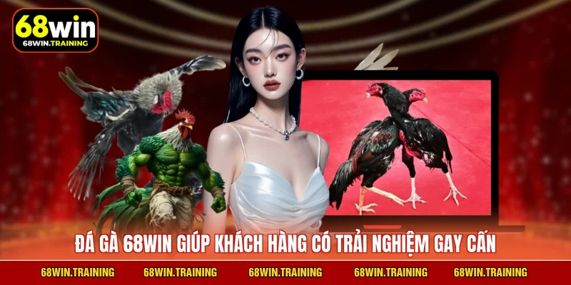 Đá gà 68WIN giúp khách hàng có trải nghiệm gay cấn